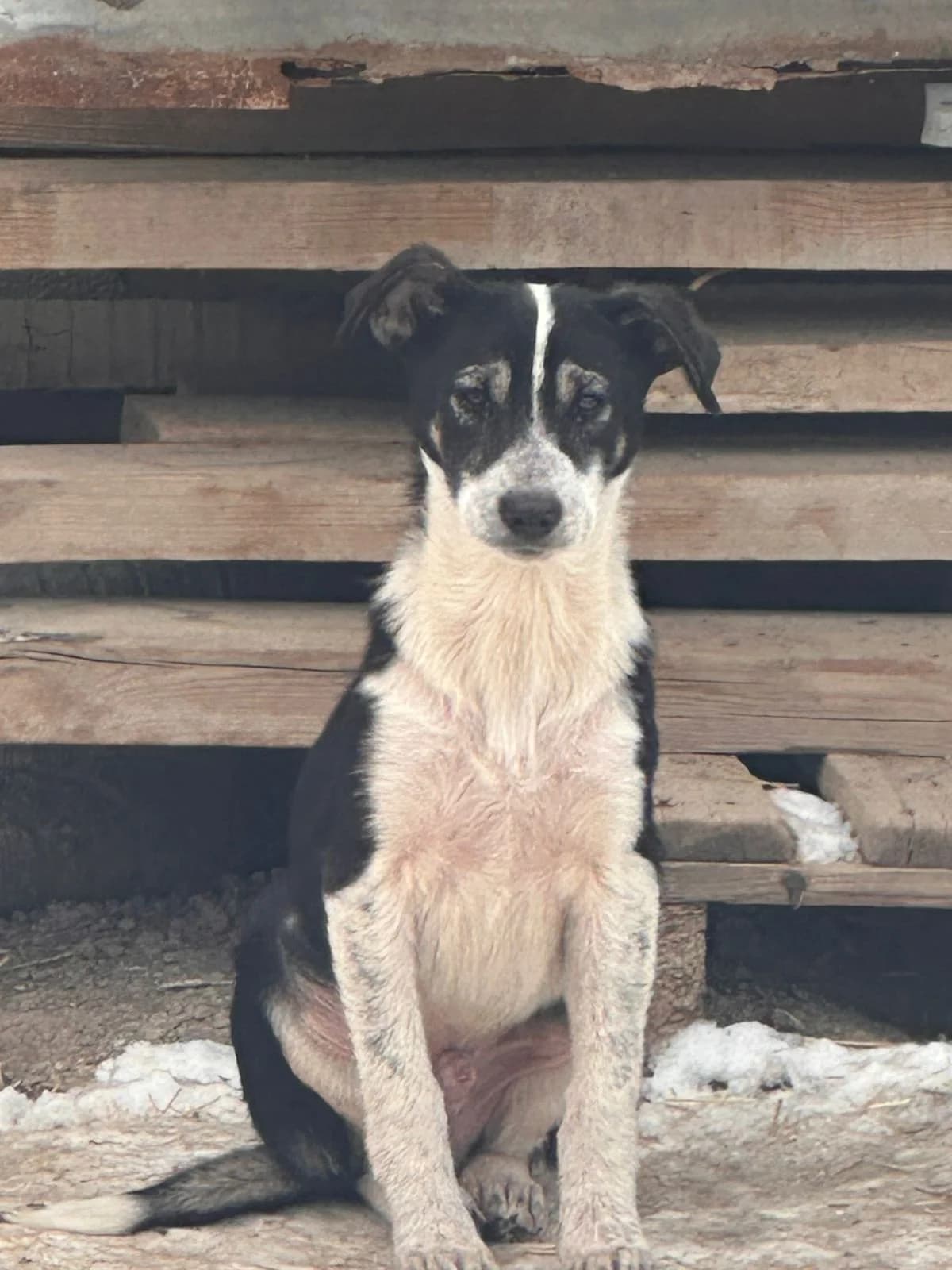 Momo, male Mixed Breed for adoption at Hunderettung Kasachstan e.V.