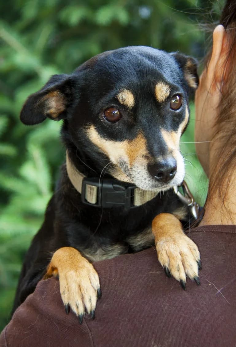 Ymi, female 6yo Mixed Breed for adoption at Hunderettung Kasachstan e.V.