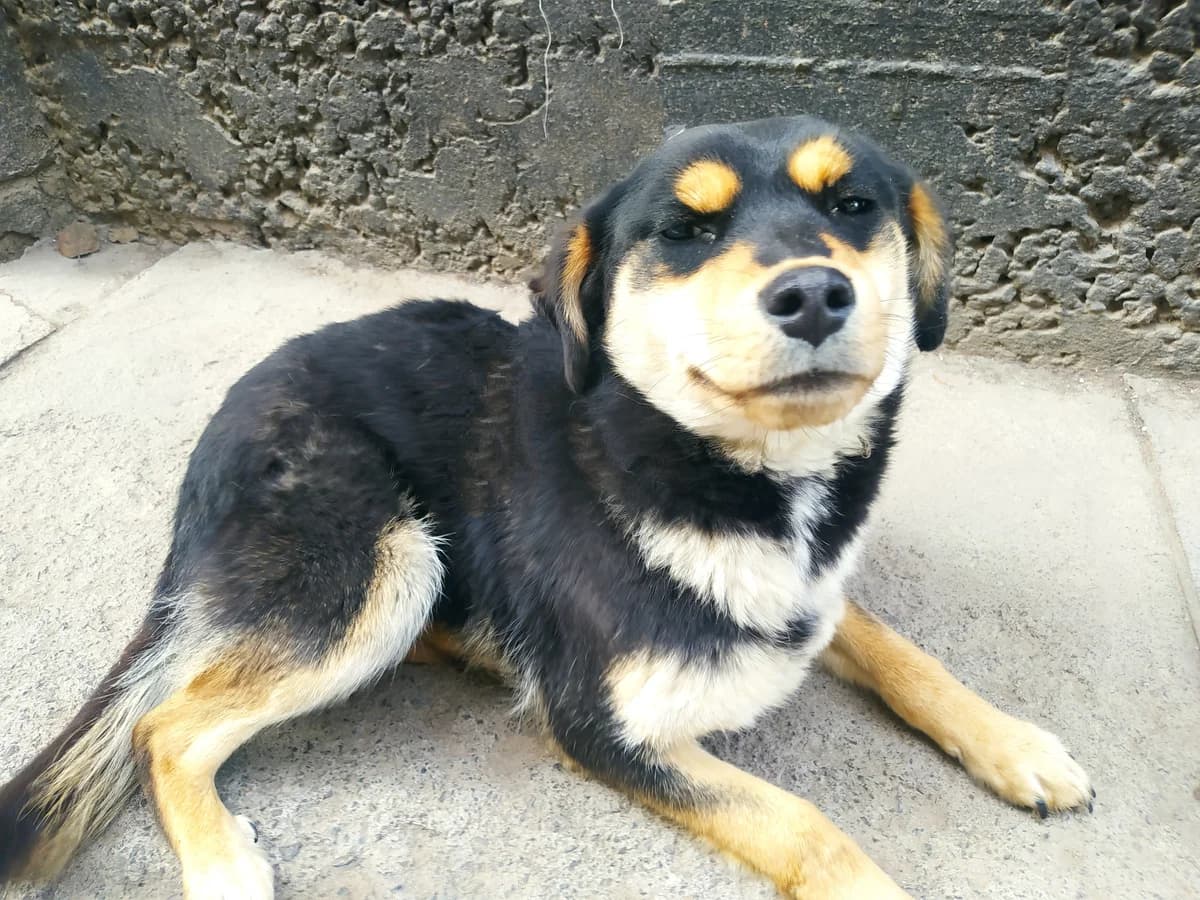 Amica, female Mixed Breed for adoption at Hunderettung Kasachstan e.V.