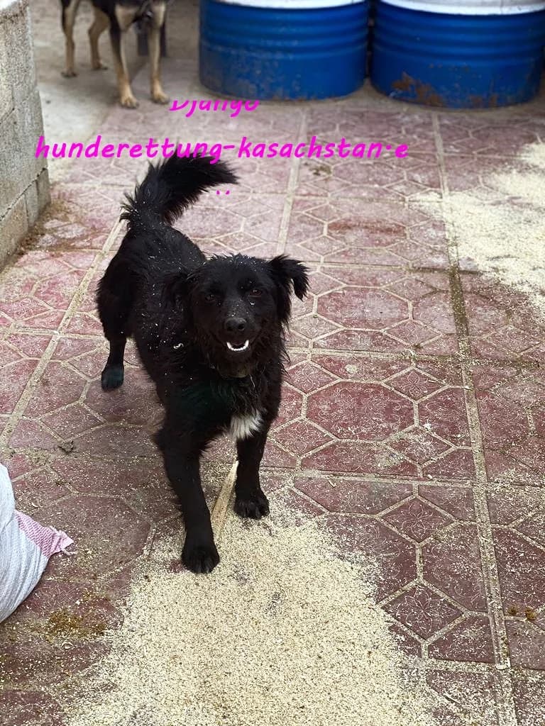 Django, male 3yo Mixed Breed for adoption at Hunderettung Kasachstan e.V.