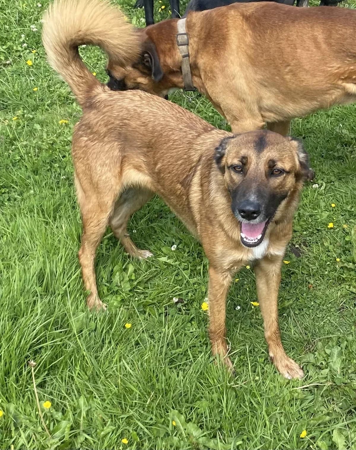 Nala, female 5yo Mixed Breed for adoption at Hundertpfoten Hotel