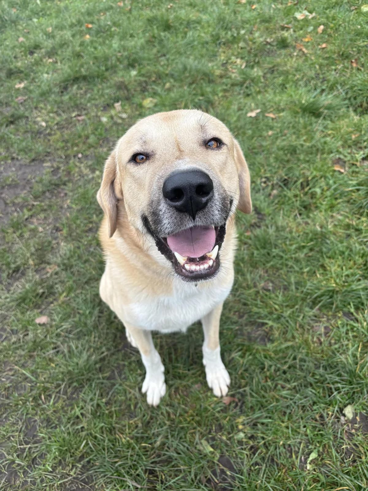Kangal mit Retrieverherz, male Kangal for adoption at Hundertpfoten Hotel