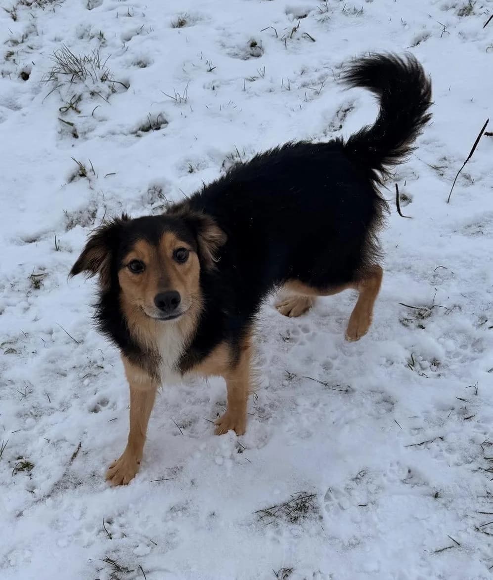Marshall, 6yo Mixed Breed for adoption at Hundertpfoten Hotel