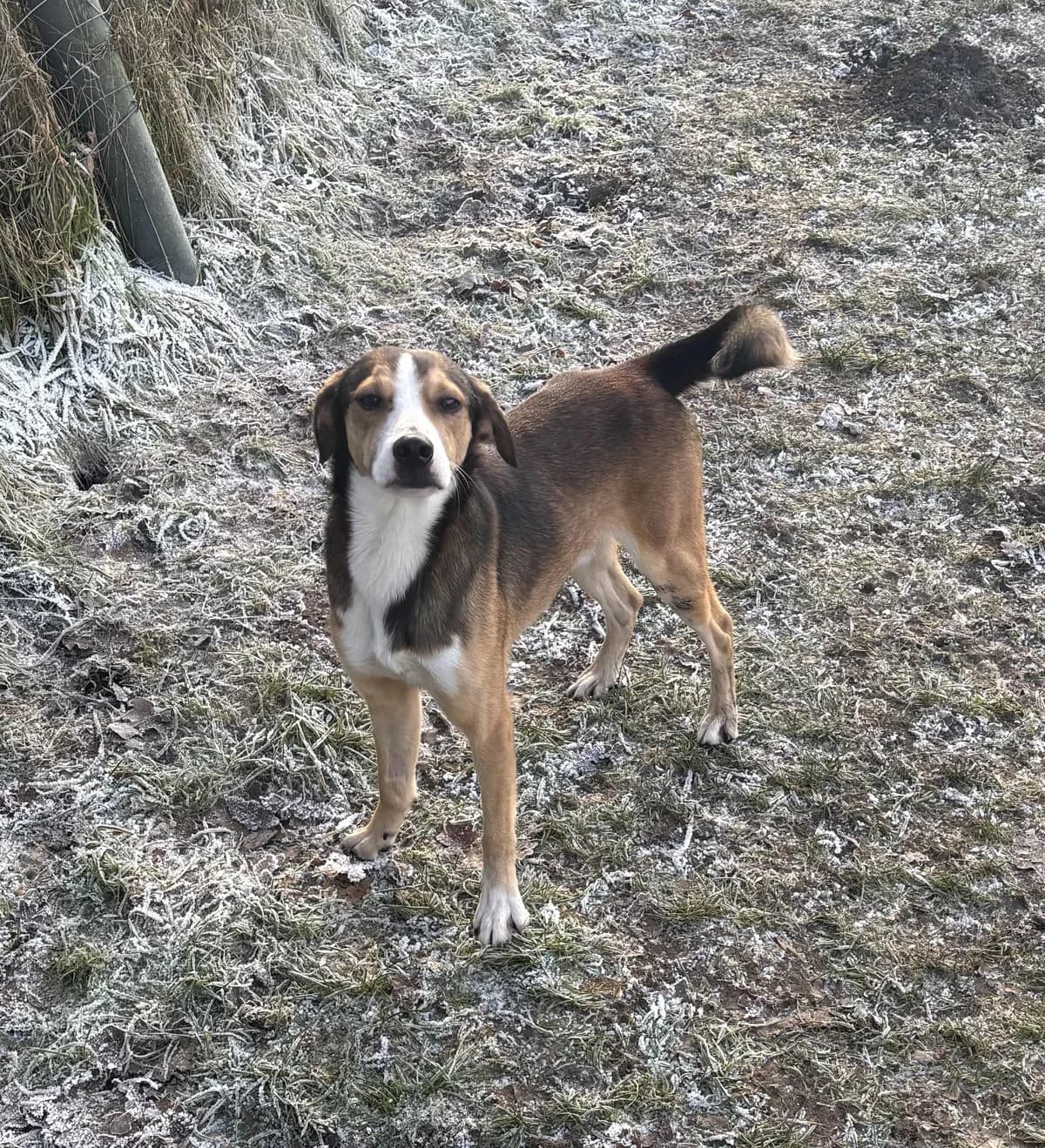Mario, young Mixed Breed for adoption at Hundertpfoten Hotel