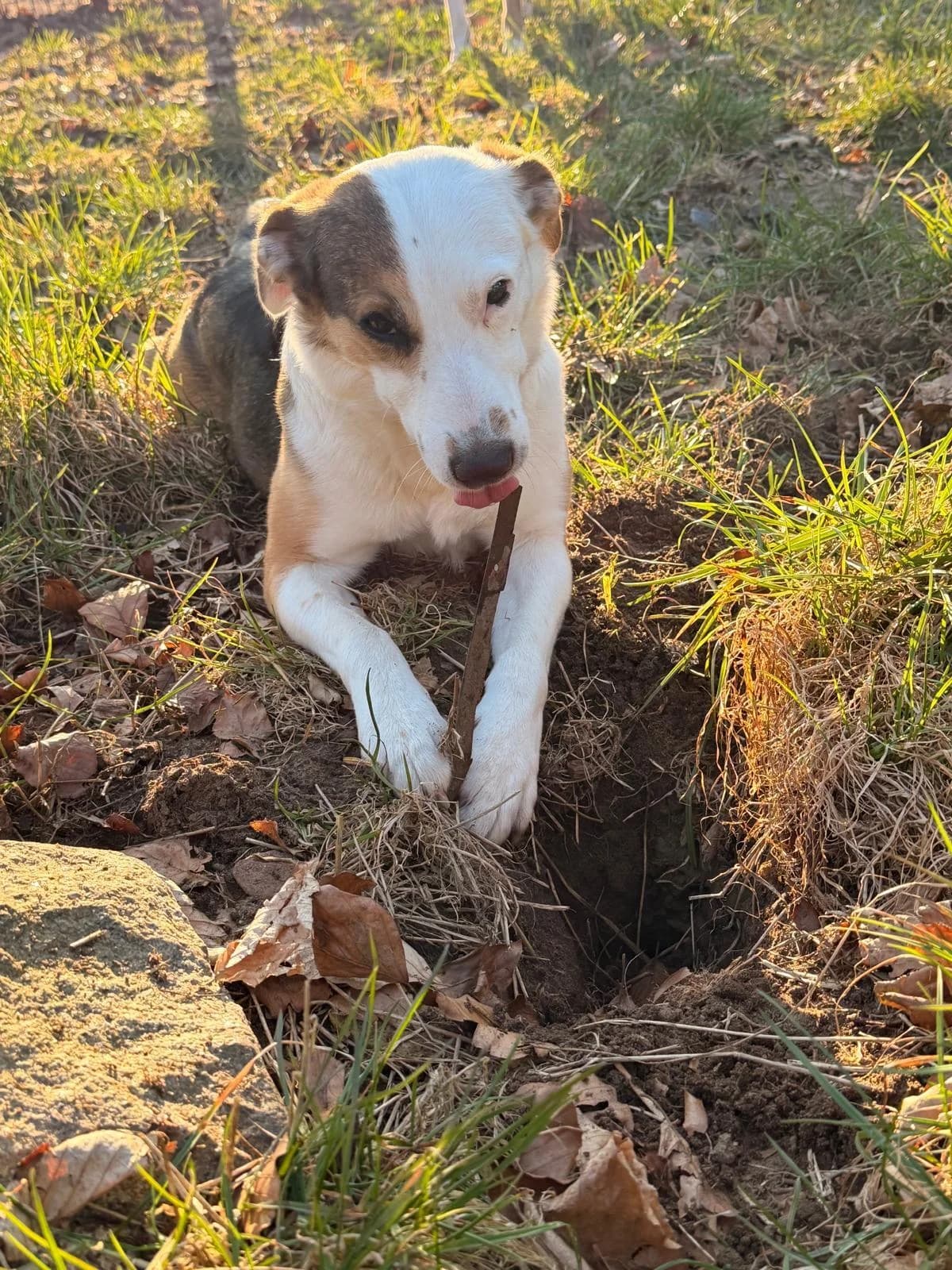 Pippa, female young Border Collie for adoption at Hundertpfoten Hotel