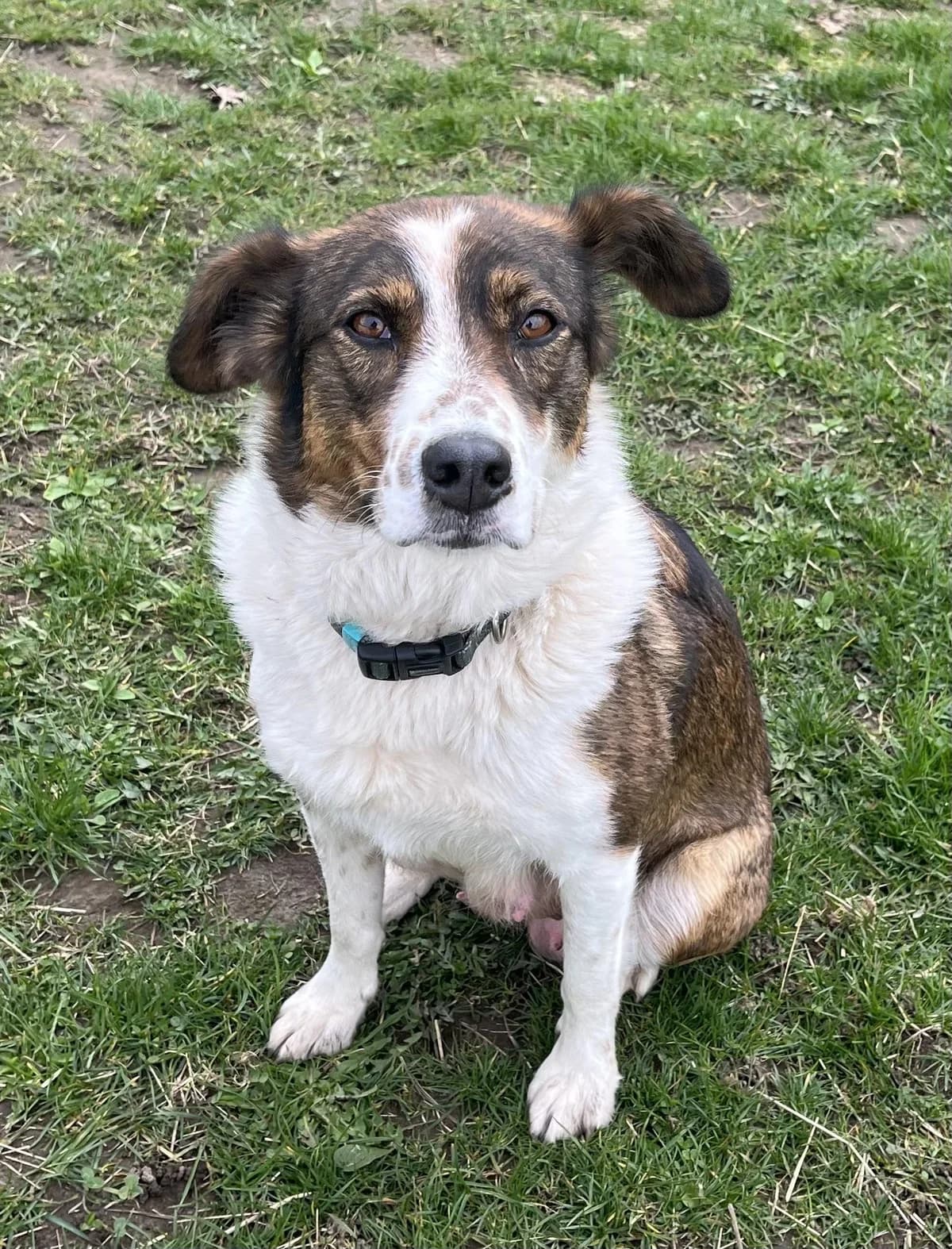Valla, female 5yo mixed breed for adoption at Hundertpfoten Hotel