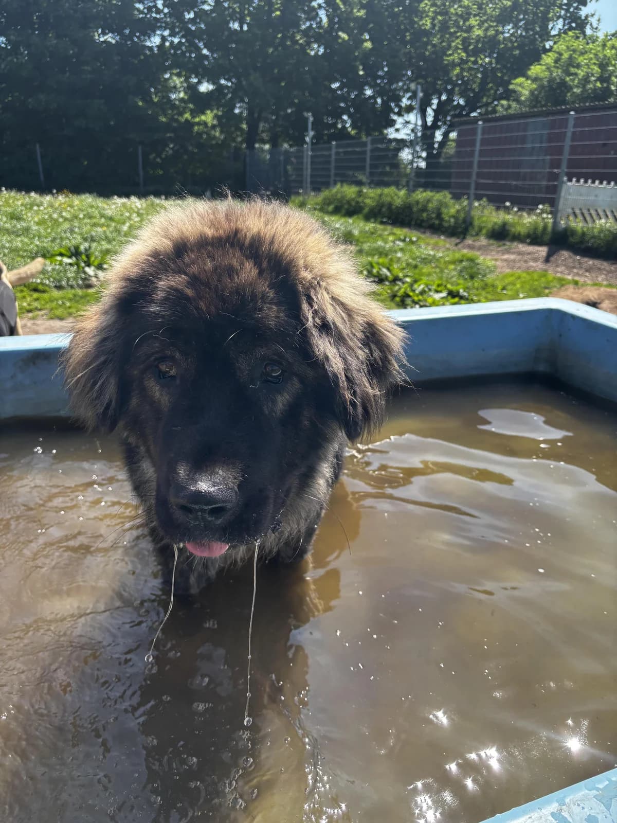 Ivan, male young German Shepherd for adoption at Hundertpfoten Hotel