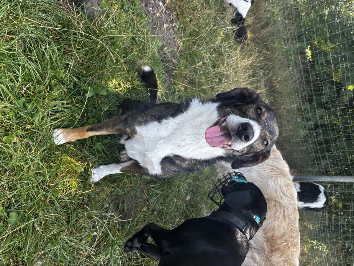 Snoop, male 5yo Bernese Mountain Dog for adoption at Hundertpfoten Hotel