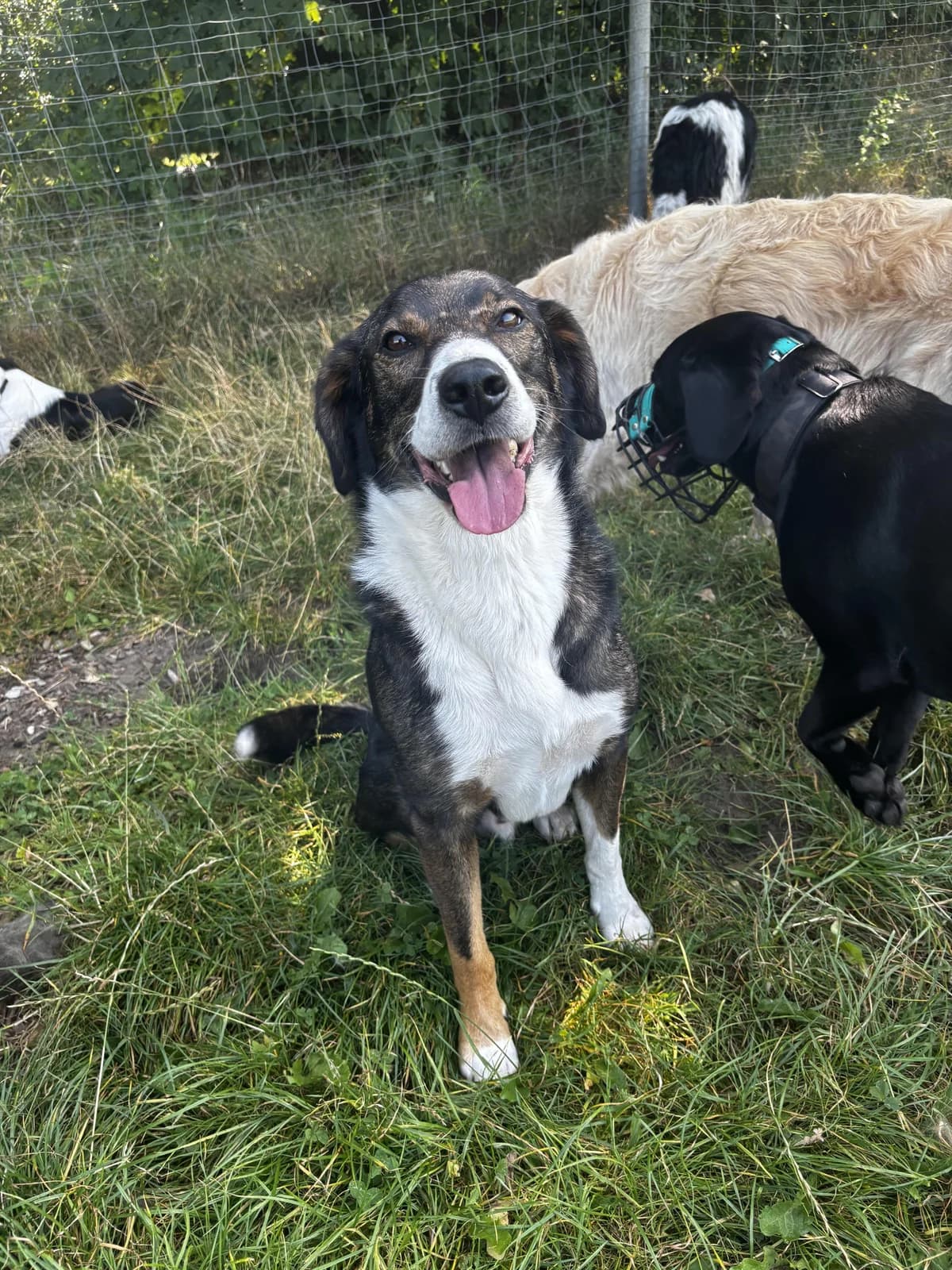 Snoop, male 5yo Bernese Mountain Dog for adoption at Hundertpfoten Hotel