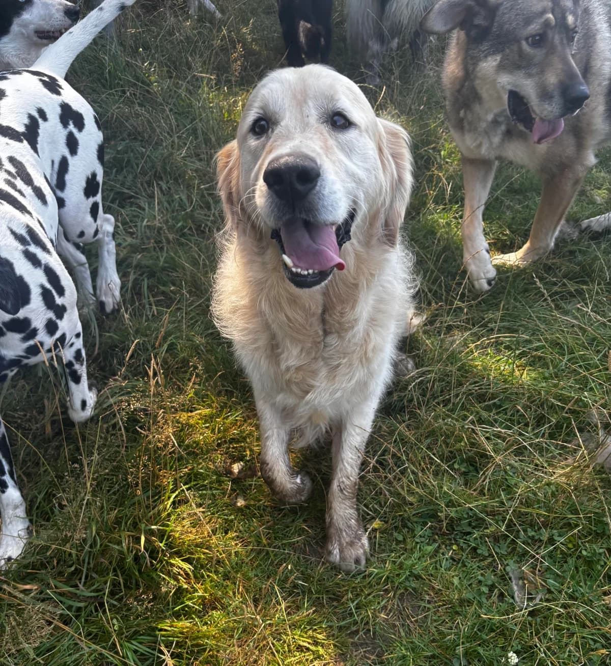 Arko, male 5yo Golden Retriever for adoption at Hundertpfoten Hotel