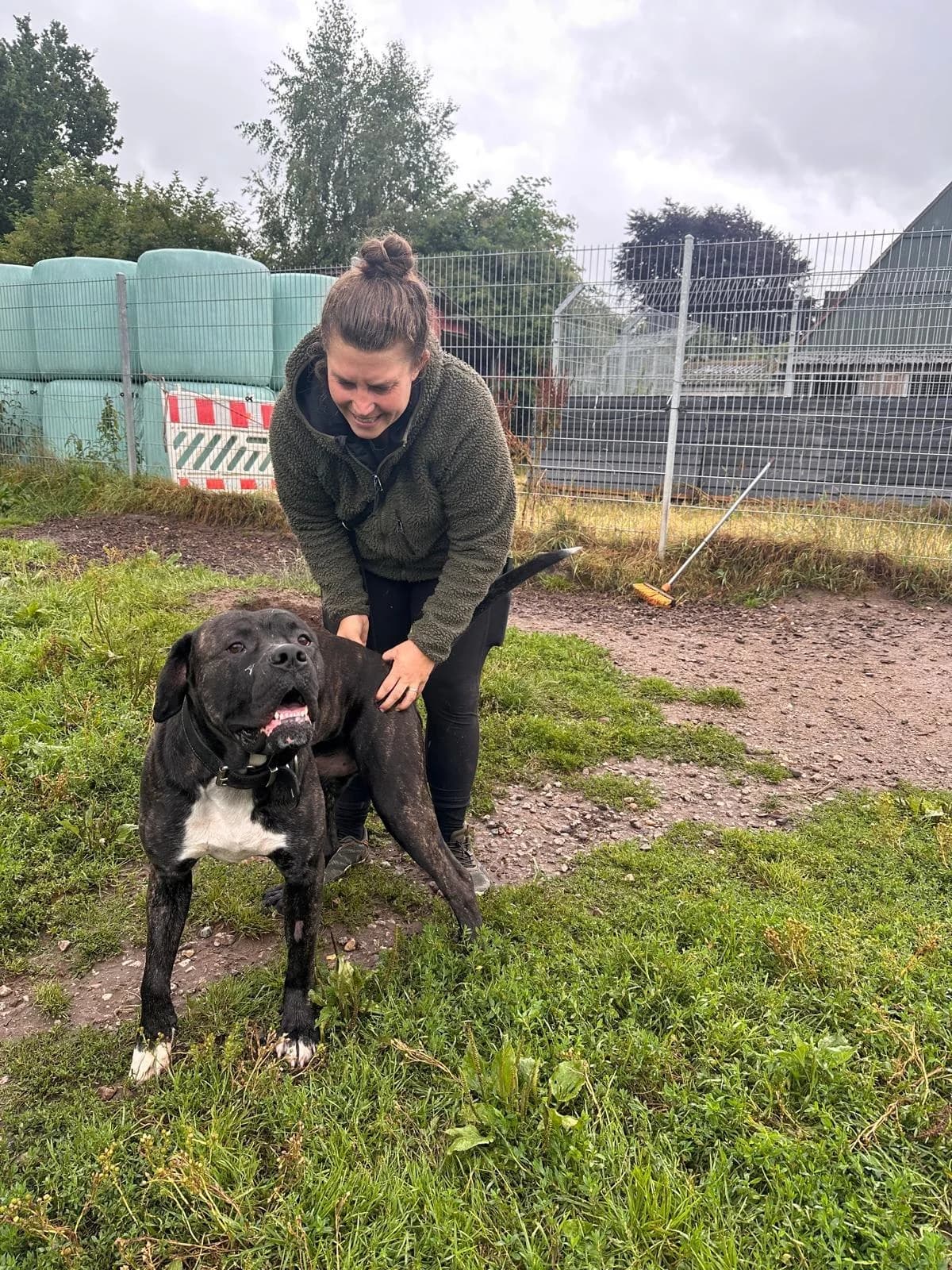 Uwe, male 3yo Cane Corso for adoption at Hundertpfoten Hotel
