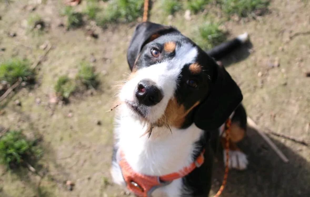 Enno, male young mixed breed for adoption at Hundertpfoten Hotel