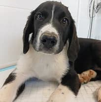 Die Schwestern von Oakie, Woodie & Ashleigh, puppy Mixed Breed for adoption at Hundeschnauzen In Not E.v.