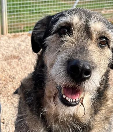LAMINE, male young Mixed Breed for adoption at Hundeschnauzen In Not E.v.