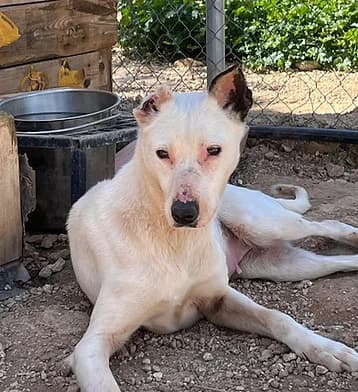 NATA, female 3yo Mixed Breed for adoption at Hundeschnauzen In Not E.v.