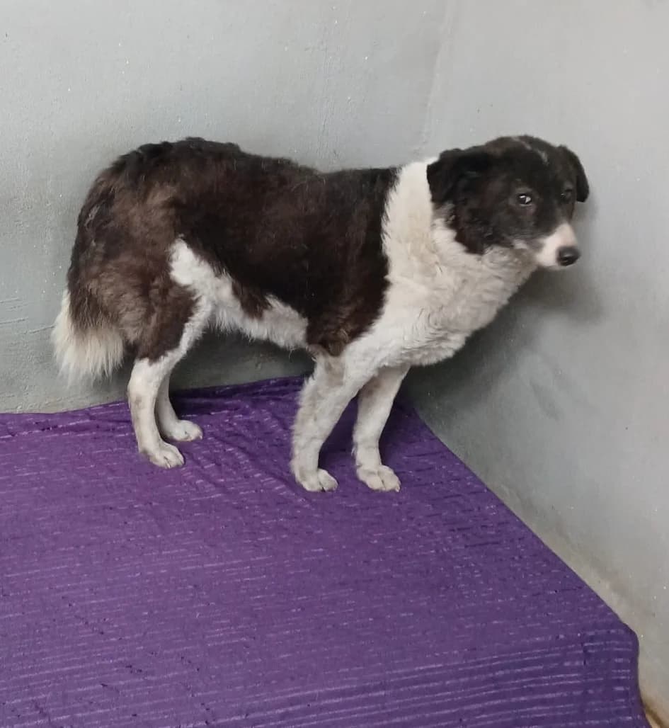 Avani, female 6yo Mixed Breed for adoption at Hundsrücker Tierschutz gUG