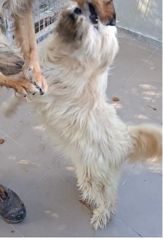 Balu, 5yo Mixed Breed for adoption at Hundsrücker Tierschutz gUG