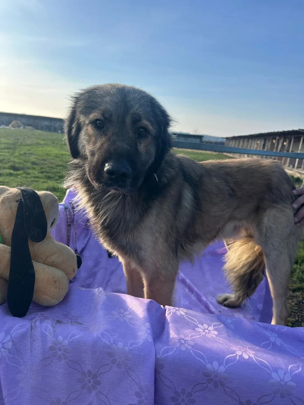 Barney, 4yo Mixed Breed for adoption at Hundsrücker Tierschutz gUG