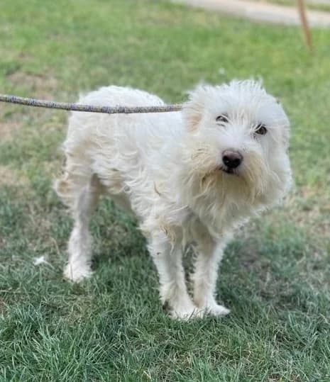 Bijou, female 7yo Mixed Breed for adoption at Hundsrücker Tierschutz gUG