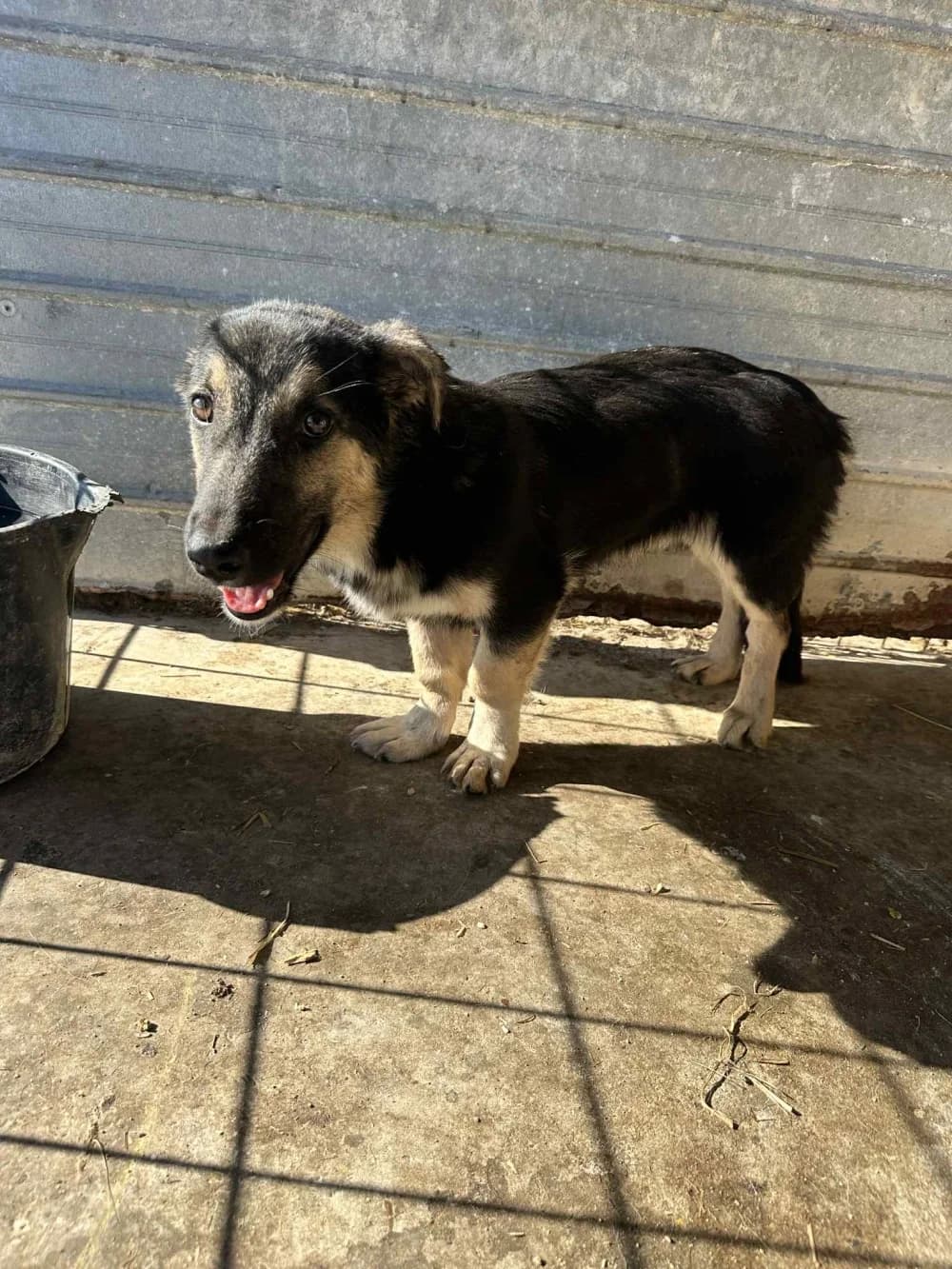 Bolle, 3yo Mixed Breed for adoption at Hundsrücker Tierschutz gUG