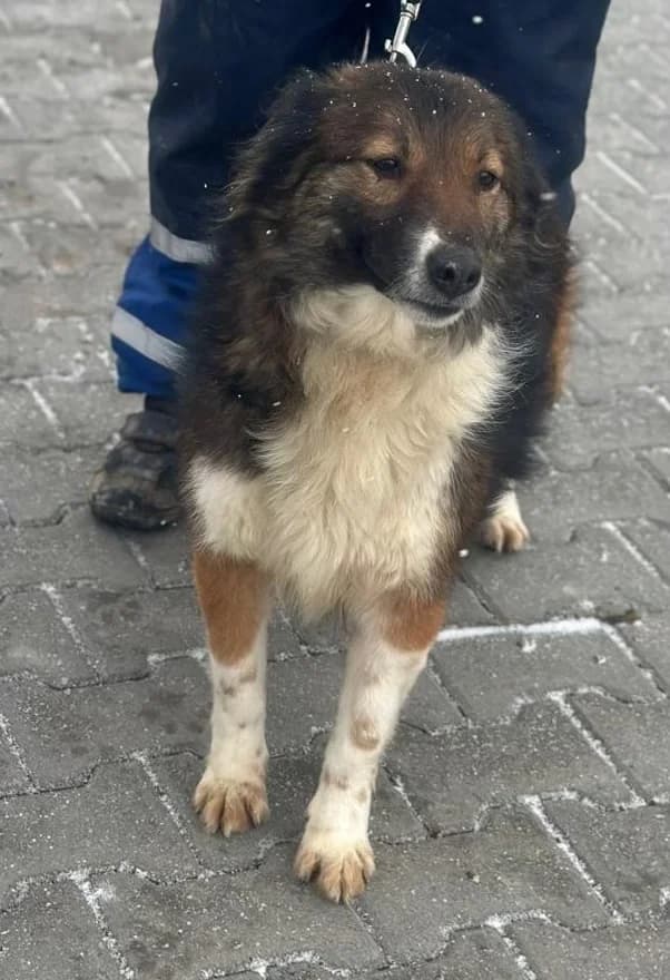 Briska, female 3yo Mixed Breed for adoption at Hundsrücker Tierschutz gUG