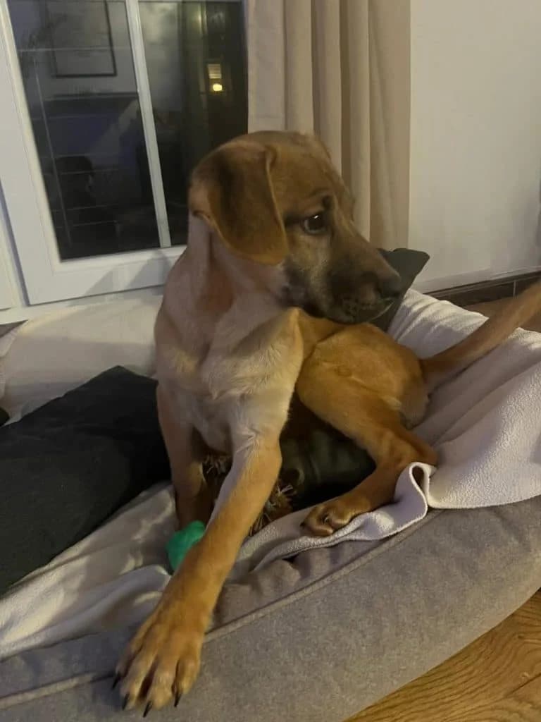BROWNY, female puppy Mixed Breed for adoption at Hundsrücker Tierschutz gUG