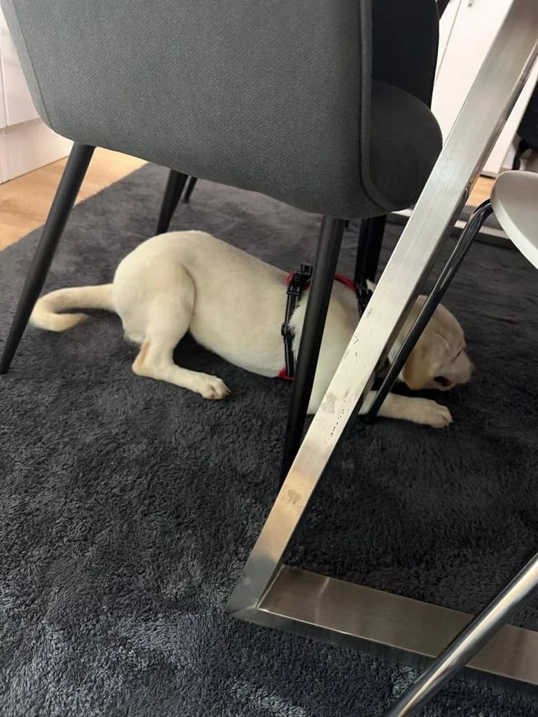 CHANNEL, female puppy Mixed Breed for adoption at Hundsrücker Tierschutz gUG