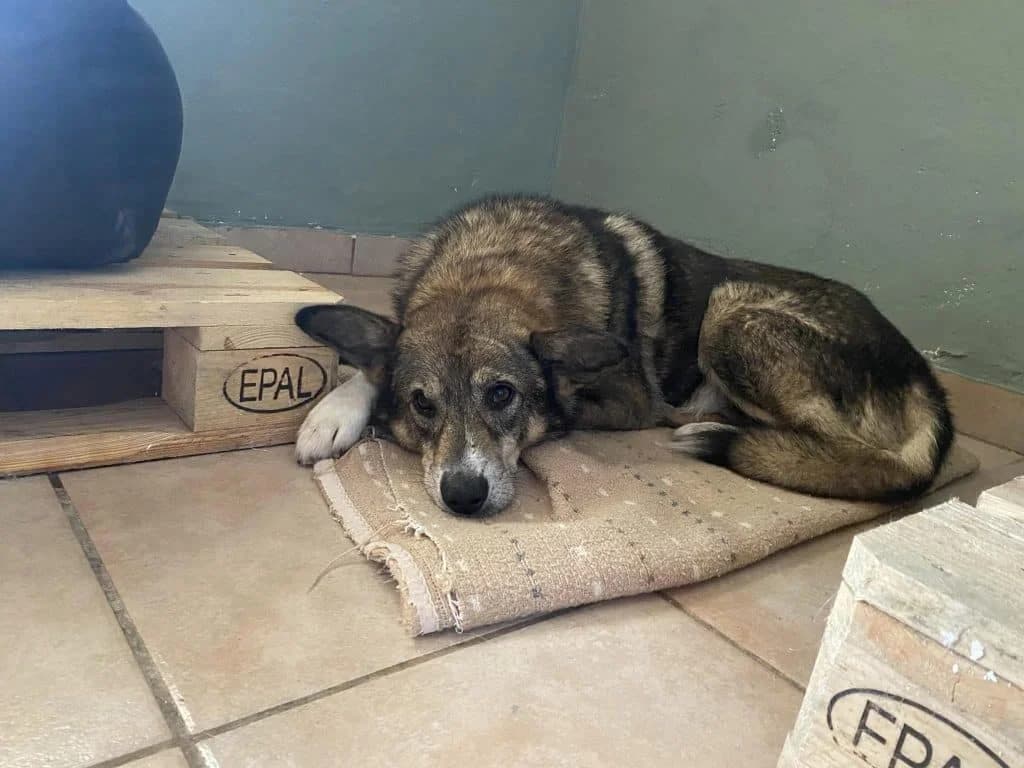 Dino, male 4yo Mixed Breed for adoption at Hundsrücker Tierschutz gUG