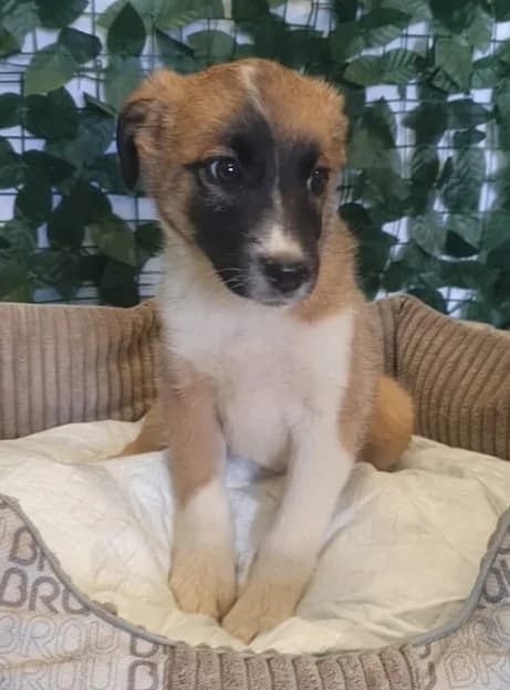Diva, braun puppy Mixed Breed for adoption at Hundsrücker Tierschutz gUG