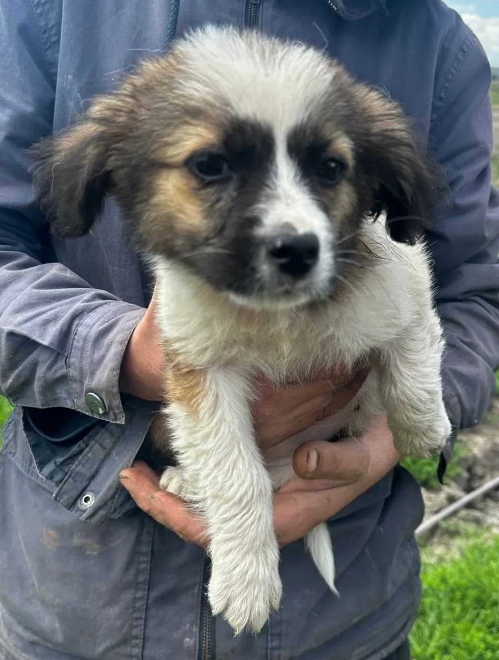 Fred, schwarz male puppy Mixed Breed for adoption at Hundsrücker Tierschutz gUG