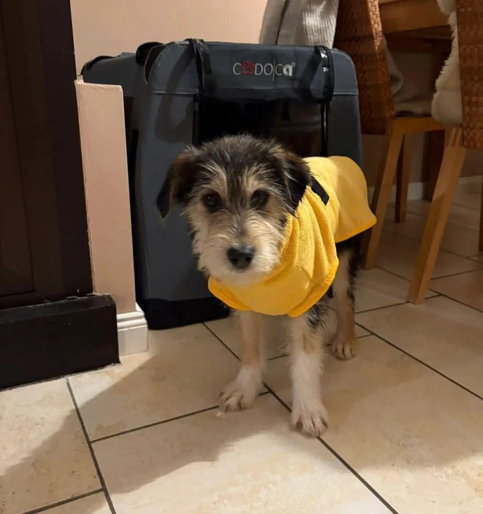 Gloria, female puppy Mixed Breed for adoption at Hundsrücker Tierschutz gUG