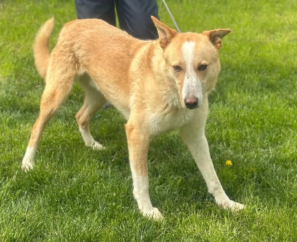 Gordy, weiß male 6yo Mixed Breed for adoption at Hundsrücker Tierschutz gUG