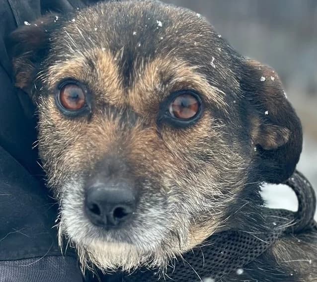 HENNA, 5yo Mixed Breed for adoption at Hundsrücker Tierschutz gUG