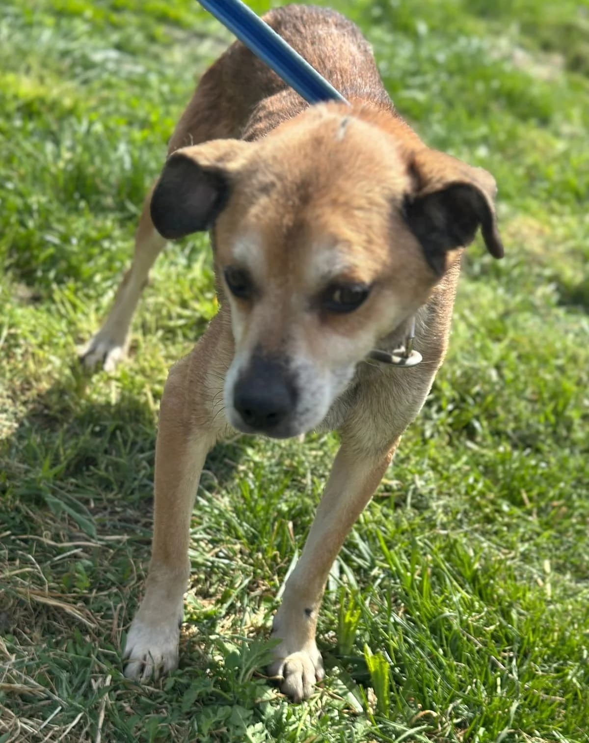 Henry, rotbraun male senior Mixed Breed for adoption at Hundsrücker Tierschutz gUG