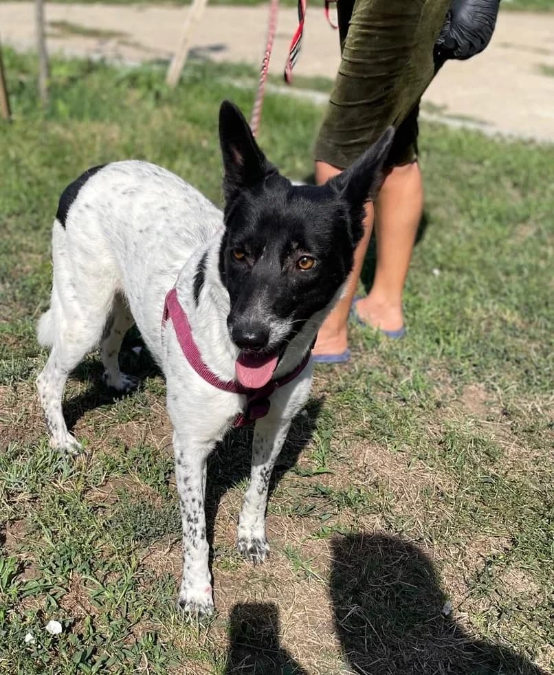 Ida, schwarz female 6yo Mixed Breed for adoption at Hundsrücker Tierschutz gUG
