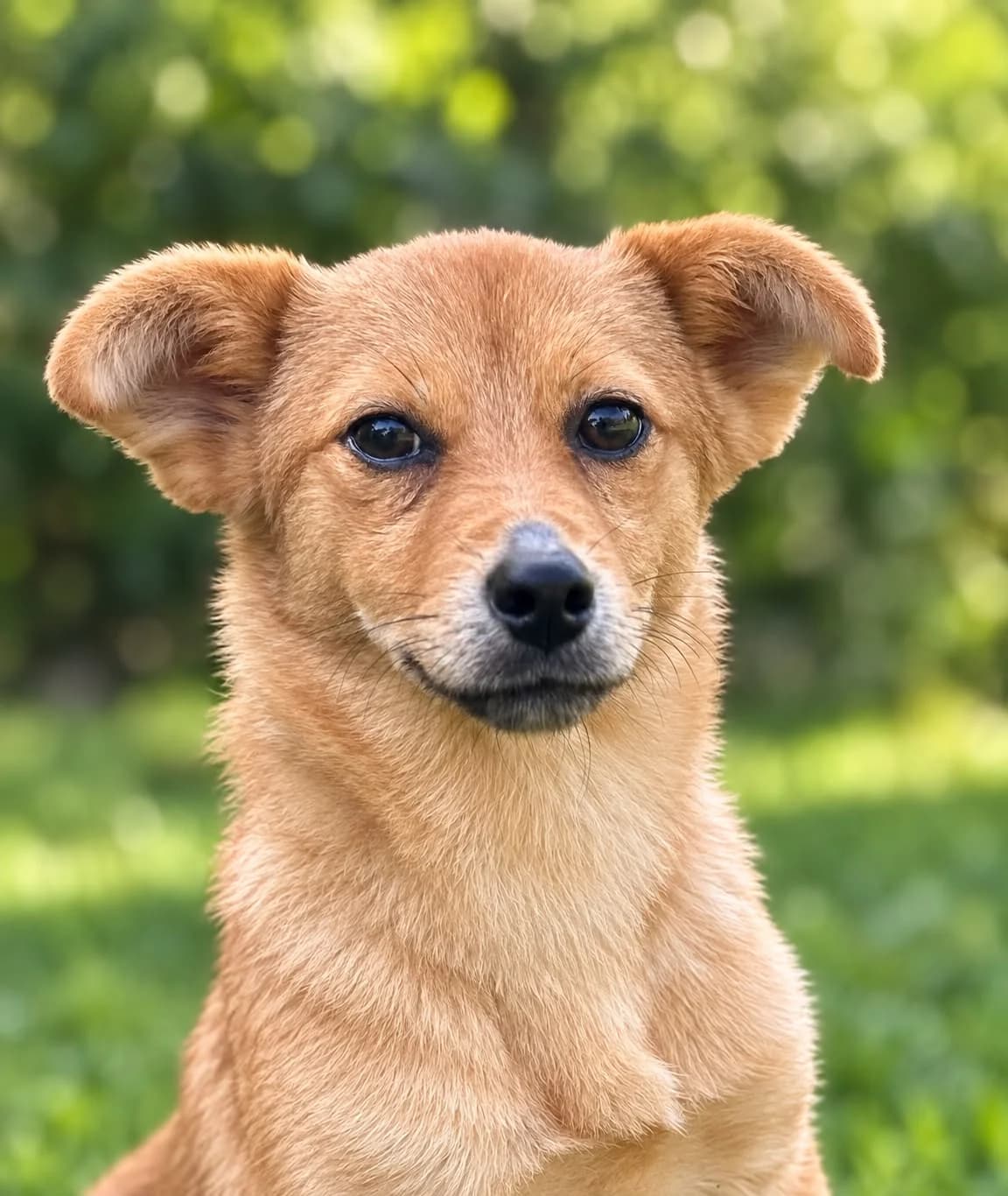 Ilinca, puppy Mixed Breed for adoption at Hundsrücker Tierschutz gUG