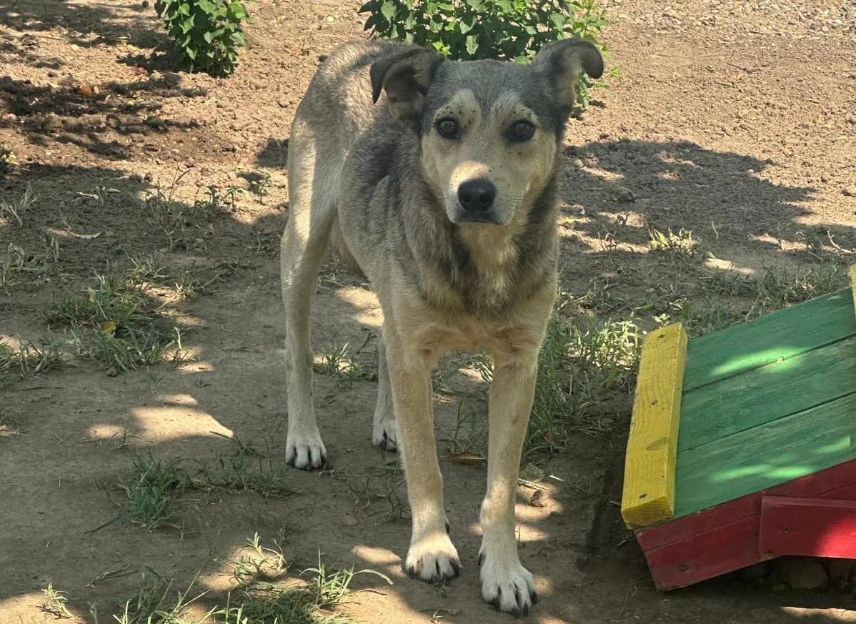 Ivan, beige male 3yo Mixed Breed for adoption at Hundsrücker Tierschutz gUG