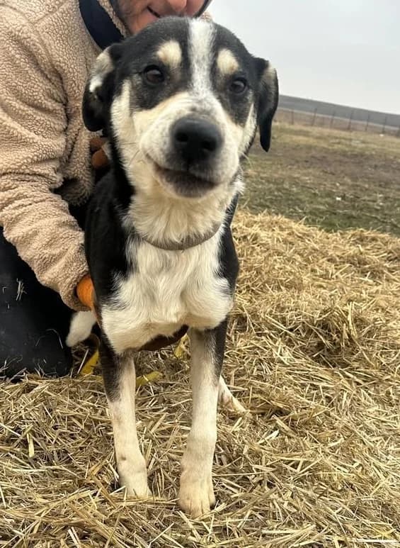Jack, male 4yo Mixed Breed for adoption at Hundsrücker Tierschutz gUG
