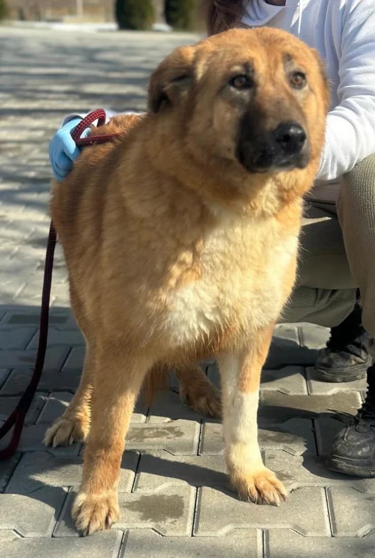 Jella, female 5yo Mixed Breed for adoption at Hundsrücker Tierschutz gUG