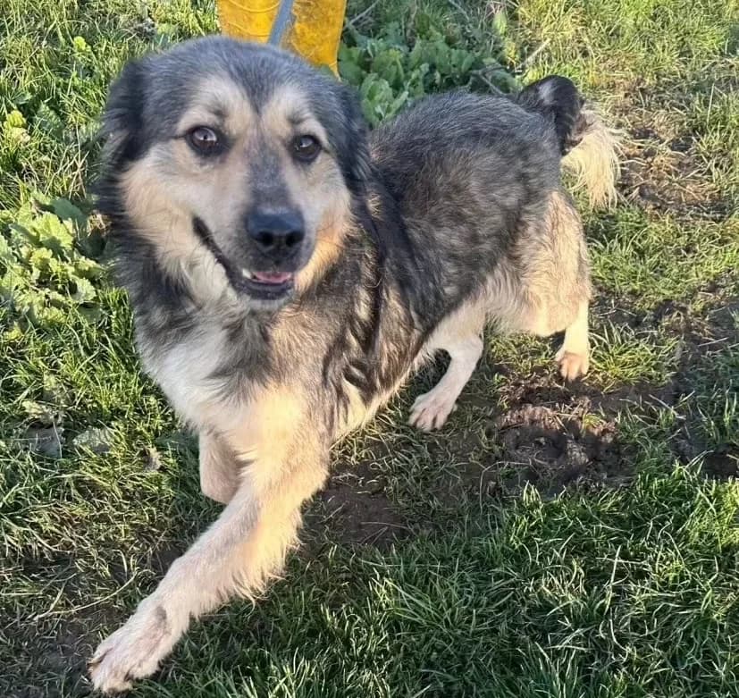 Jerome, male 4yo Mixed Breed for adoption at Hundsrücker Tierschutz gUG