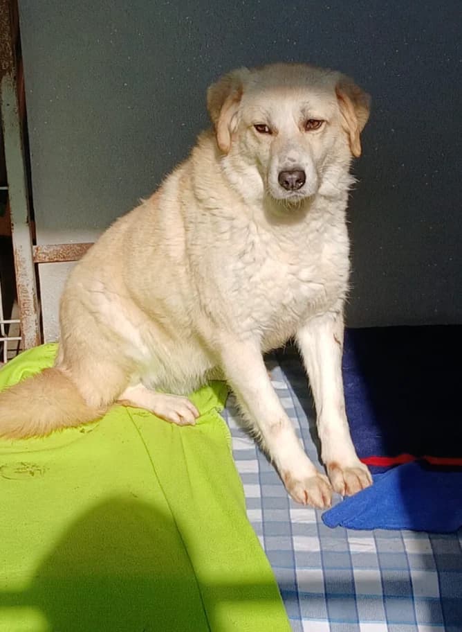 Kaspar, male 4yo Mixed Breed for adoption at Hundsrücker Tierschutz gUG