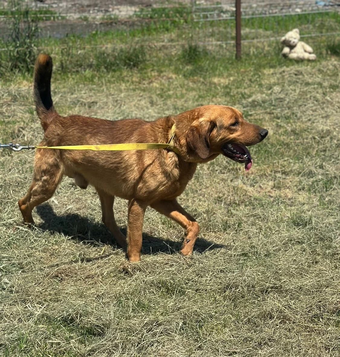 Kuno, 3yo Mixed Breed for adoption at Hundsrücker Tierschutz gUG