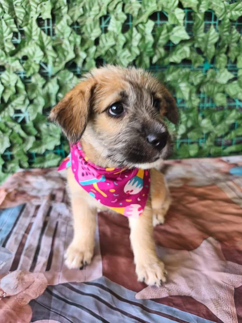 Lilly, puppy Mixed Breed for adoption at Hundsrücker Tierschutz gUG