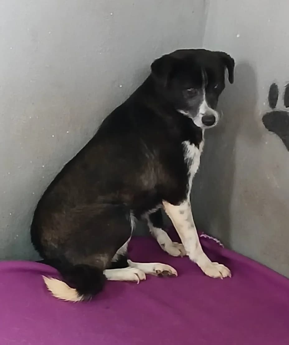 Lojo, male 4yo Mixed Breed for adoption at Hundsrücker Tierschutz gUG