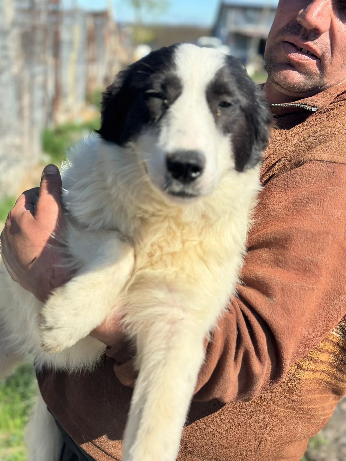 Marcy, female puppy Mixed Breed for adoption at Hundsrücker Tierschutz gUG