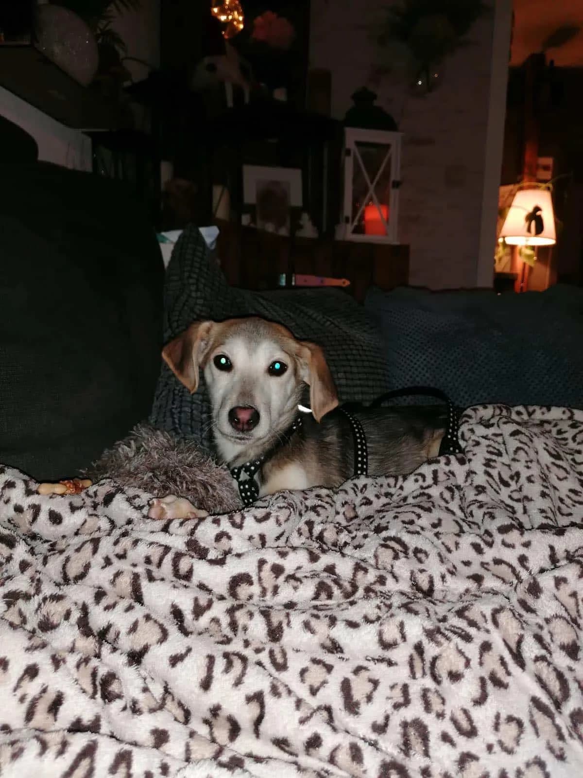 Melody, male puppy Mixed Breed for adoption at Hundsrücker Tierschutz gUG