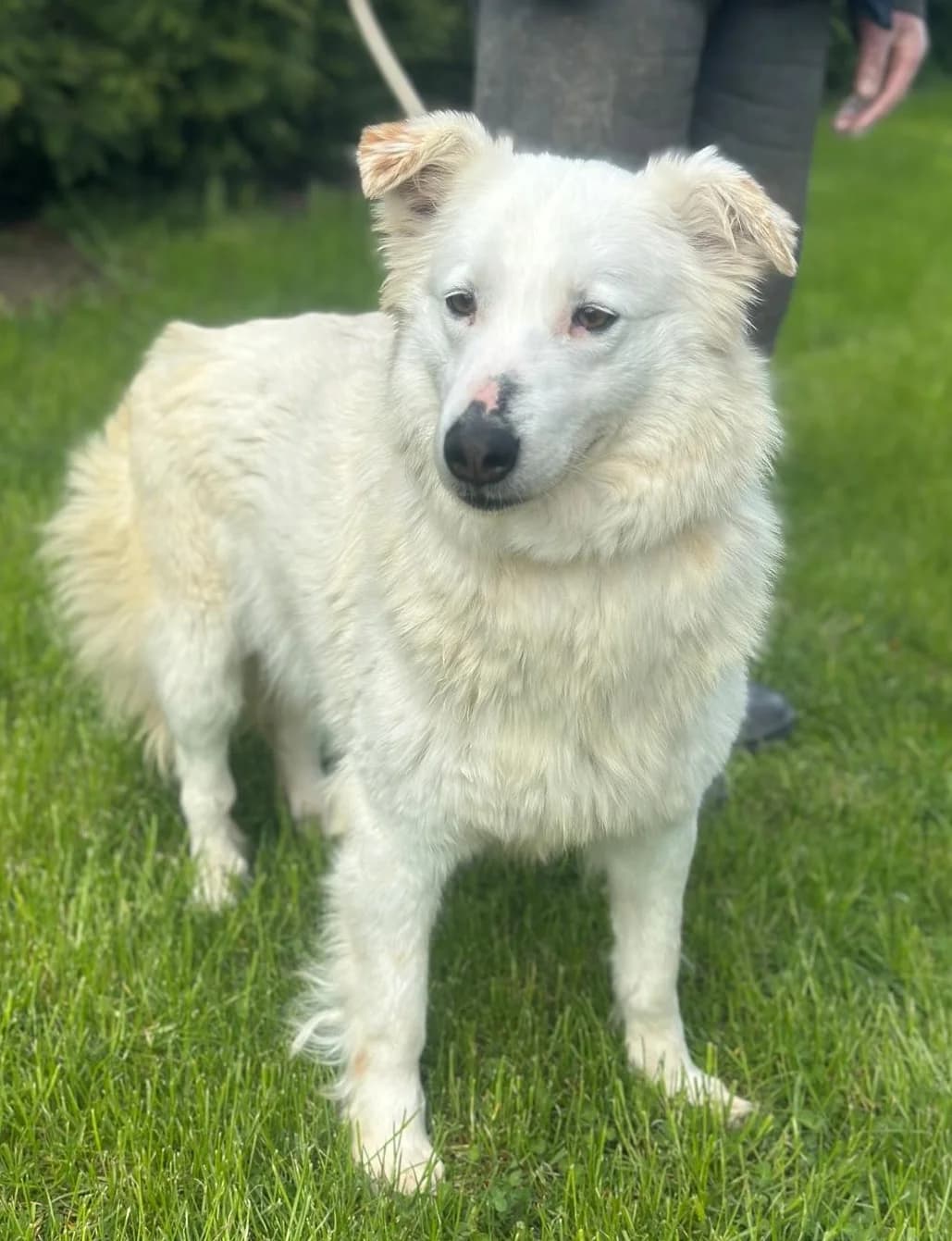 Mia, weiß female 6yo Mixed Breed for adoption at Hundsrücker Tierschutz gUG