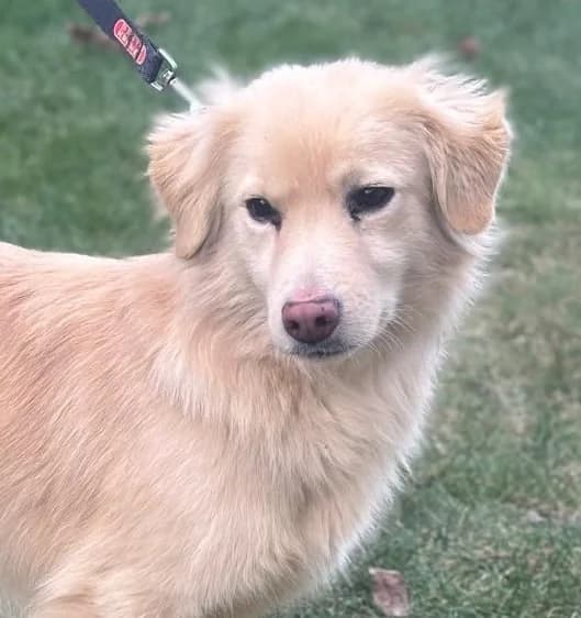 MILO, male 3yo Mixed Breed for adoption at Hundsrücker Tierschutz gUG