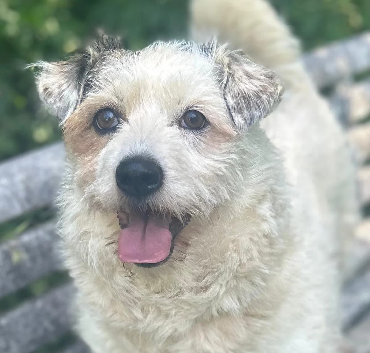 NIRI, 6yo Mixed Breed for adoption at Hundsrücker Tierschutz gUG