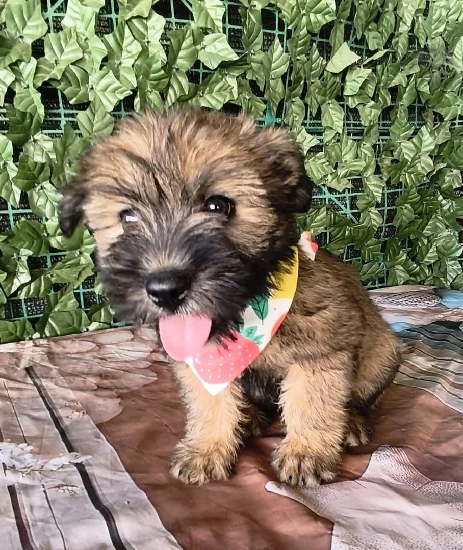 Nova, puppy Mixed Breed for adoption at Hundsrücker Tierschutz gUG